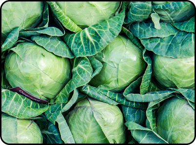 Cabbage
