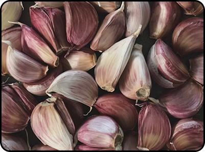 Garlic